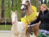broodmare Reitland's Fantasia B (German Riding Pony, 1999, from Golden Shadow B)