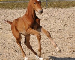 dressage horse Bernay's Bijou (German Sport Horse, 2016, from Bernay)