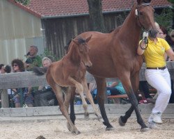 broodmare Cyprielle (Holsteiner, 1997, from Calando I)