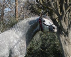 horse Cardenas (Pura Raza Espanola (PRE), 2011)