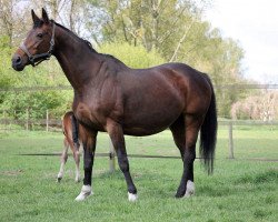 broodmare Paulina (Westphalian, 2001, from Pascavello)