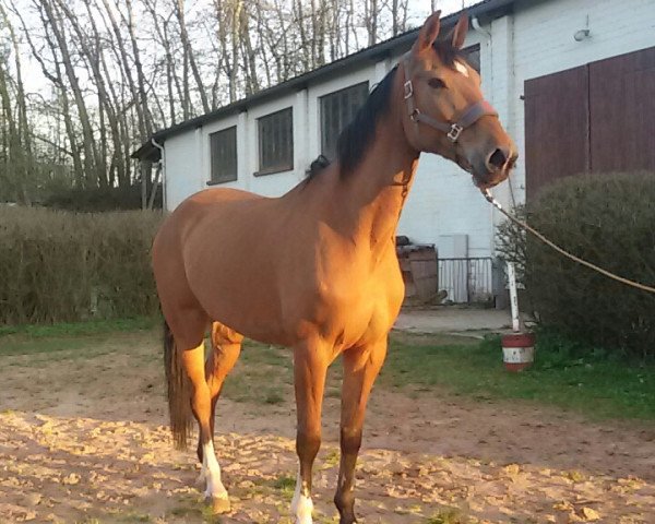 Springpferd C-Loma (KWPN (Niederländisches Warmblut), 2007, von Colandro- S)