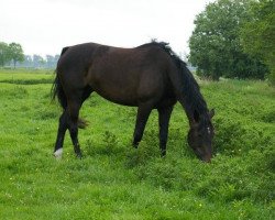 broodmare Jeversche Ulrike (Oldenburg, 2006, from Duke of Hearts xx)