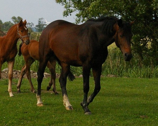 Zuchtstute Jeversche Riana (Oldenburger, 2006, von Don Larino 171 FIN)