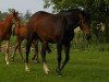 broodmare Jeversche Riana (Oldenburg, 2006, from Don Larino 171 FIN)