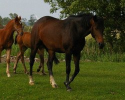 Zuchtstute Jeversche Riana (Oldenburger, 2006, von Don Larino 171 FIN)