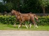 broodmare Julita (Oldenburg, 2004, from Don Larino 171 FIN)