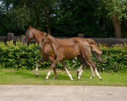 broodmare Julita (Oldenburg, 2004, from Don Larino 171 FIN)