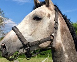 jumper Pontini 5 (Westphalian, 2013, from Ullrich Equine's Pontecini)