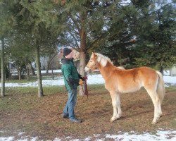 horse Aaron (Haflinger, 2016)