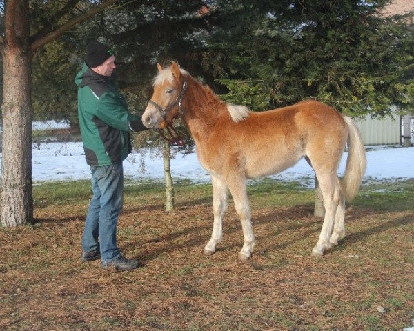 horse Kalinka (Haflinger, 2016)