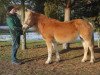 broodmare Küsschen I (Haflinger, 2003, from Straden)