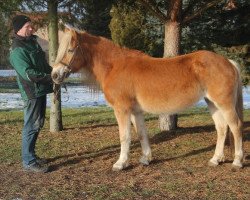 horse Küsschen I (Haflinger, 2003, from Straden)