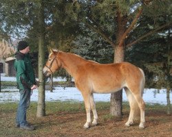 horse Kornblume (Haflinger, 2012)