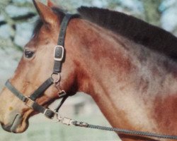 broodmare Watussi (Hanoverian, 1977, from Wiesenbaum xx)