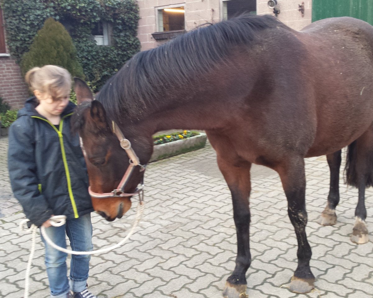 broodmare Corry (German Riding Pony, 2006, from Coriando)