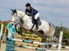 jumper Lavino 10 (Belgian Warmblood, 2011, from Fierro van Berkenbroeck)