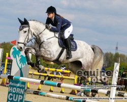 Springpferd Lavino 10 (Belgisches Warmblut, 2011, von Fierro van Berkenbroeck)