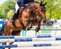 jumper Lango (Latvian Warmblood, 2002, from Leitons)