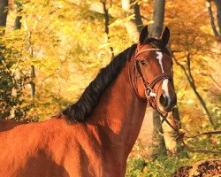 stallion Venitheo (German Riding Pony, 2013, from Valido's Highlight)