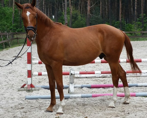 Springpferd Captain Morgan (Captain Morgan) 2014 (Deutsches Sportpferd, 2014, von Captain Olympic)