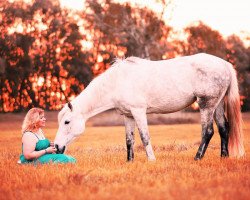 broodmare Lakisha (Little German Riding Horse,  , from Levisto Z)