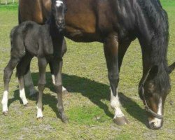 dressage horse Wild Rose (Oldenburg, 2017, from Dancier)