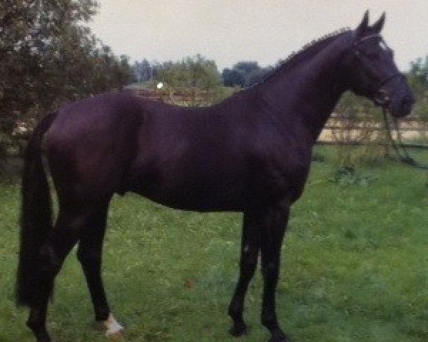 stallion Weltblick (Hanoverian, 1996, from Weltruhm)