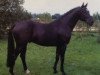 stallion Weltblick (Hanoverian, 1996, from Weltruhm)