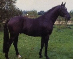 stallion Weltblick (Hanoverian, 1996, from Weltruhm)