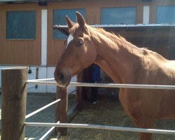 broodmare Weinrebe -P- (Bavarian, 1989, from Aufmarsch)