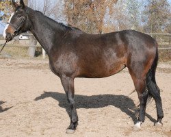 broodmare Atrakcja (Polish Warmblood, 2005, from Moran)