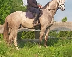 jumper Uzaro H (Oldenburg show jumper, 2012, from Up To Date)