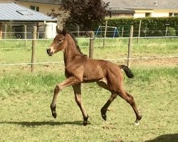 broodmare Vickie M (Westphalian, 2014, from Van Vivaldi)