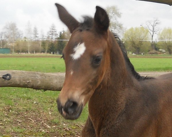 horse Kordoba (Polish Warmblood, 2017, from Galerius)