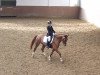 dressage horse Fräulein Fanja (Westphalian, 2007, from Fürst Piccolo)