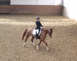 dressage horse Fräulein Fanja (Westphalian, 2007, from Fürst Piccolo)