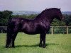 Deckhengst Wynhill Golly Gosh (Dartmoor-Pony, 1988, von Brandsby Tornado)