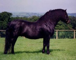 Deckhengst Wynhill Golly Gosh (Dartmoor-Pony, 1988, von Brandsby Tornado)