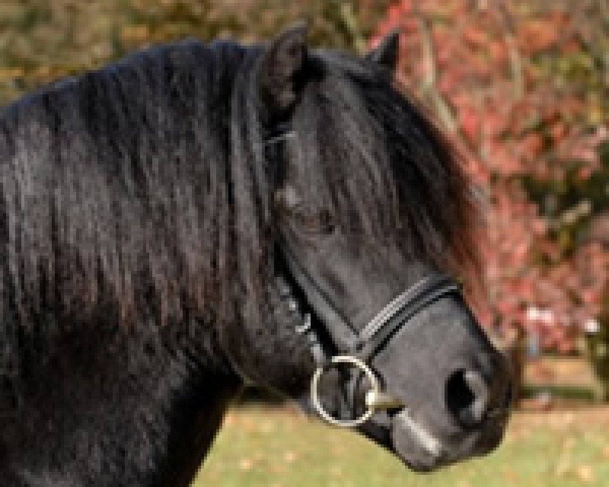 Deckhengst Stourton Whirlwind (Dartmoor-Pony, 2001, von Wynhill Golly Gosh)