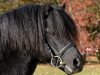 stallion Stourton Whirlwind (Dartmoor Pony, 2001, from Wynhill Golly Gosh)