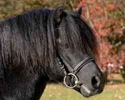 stallion Stourton Whirlwind (Dartmoor Pony, 2001, from Wynhill Golly Gosh)