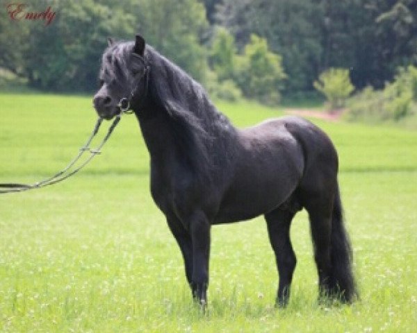 stallion Magnum Windstar (Dartmoor Pony, 2006, from Stourton Whirlwind)