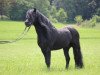 stallion Magnum Windstar (Dartmoor Pony, 2006, from Stourton Whirlwind)