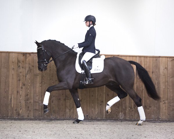 dressage horse Indigo 165 (KWPN (Royal Dutch Sporthorse), 2013, from Diego)