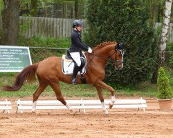 dressage horse Sans Souci CS (Westphalian, 2009, from Schumacher)