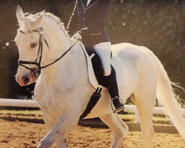 dressage horse Qwantanova 3 (Zangersheide riding horse, 2002, from Quick Lauro Z)