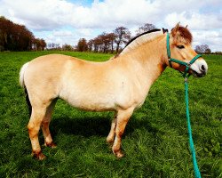 horse Klosterhof's Narnia (Fjord Horse, 2012, from Pirke)