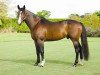 stallion Amaretto D'Arco (Belgian Warmblood, 2000, from Darco)