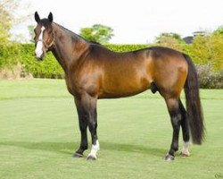 stallion Amaretto D'Arco (Belgian Warmblood, 2000, from Darco)